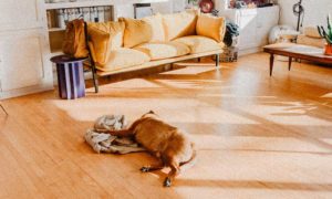 9 Guidelines for Cleaning Laminate Floors