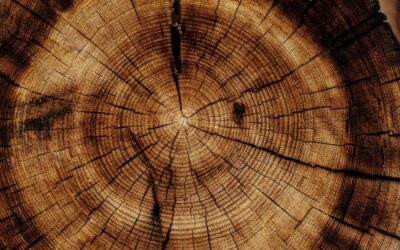 Unveiling Secrets: Dark vs Light Wood Floors Debate